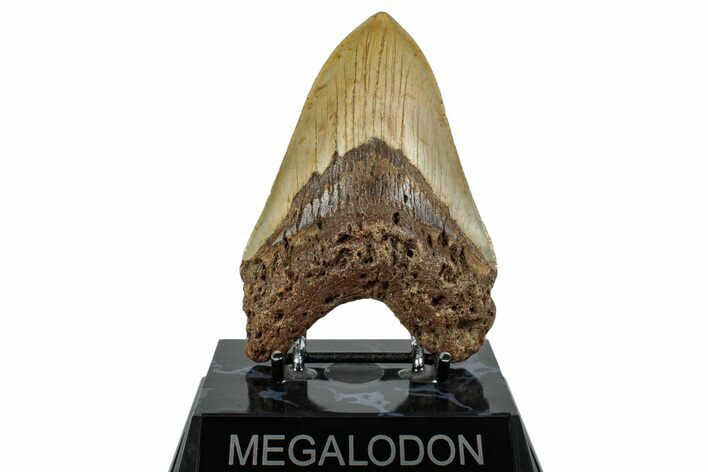 Serrated, Fossil Megalodon Tooth - North Carolina #255259